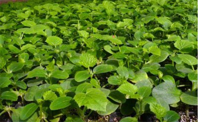 黄瓜几月份育苗最好 早春季节黄瓜育苗方法和时间