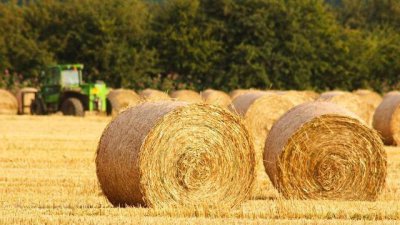 水稻稻草如何利用最好 农村收割后废稻草有什么用途