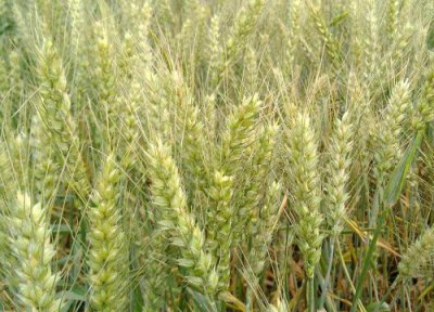 淮麦系列哪个品种好 淮小麦33、40、44介绍