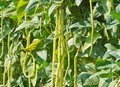 豇豆生长周期 豇豆打什么药好