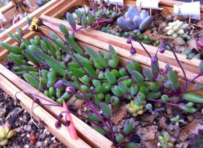 紫玄月的扦插方法图片 扦插多肉紫玄月成活率高的步骤