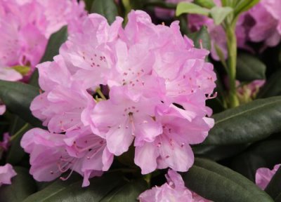 高山杜鹃的养殖方法 高山杜鹃的养殖方法和注意事项