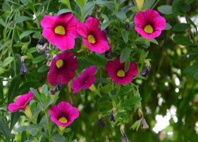 碧冬茄的养殖方法和注意事项 碧冬茄怎么养护