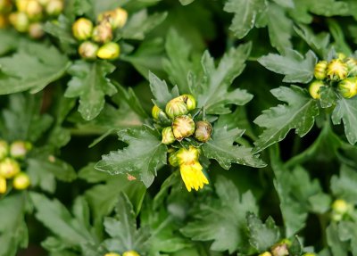 菊花什么时候种植最好 菊花出苗率高的播种方法与要点