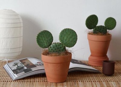 仙人掌象征意义 仙人掌代表什么象征意义