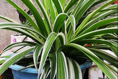 金边吊兰用土 金边吊兰用什么土最好