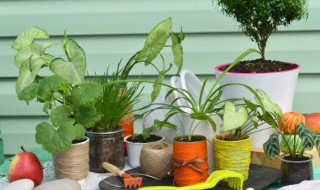 客厅适合养什么绿植 客厅适合养的绿植有哪些