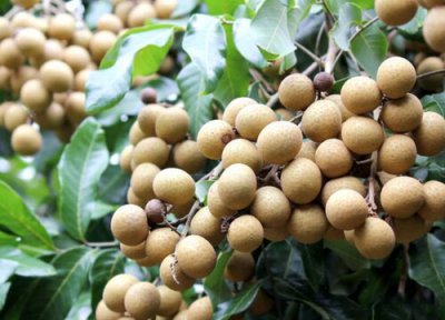 龙眼叶是什么树的叶子 龙眼叶是什么树长的叶子