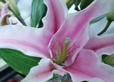 百合花可以送恋人吗 百合花送女朋友合适吗