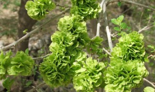 吃榆树钱有什么好处 吃榆树钱对人身体的益处