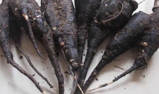 哪些人不宜吃入地老鼠 哪类人不宜吃入地老鼠