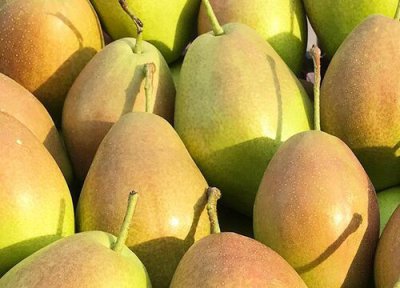 库尔勒香梨产地 库尔勒香梨什么时候成熟