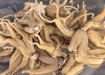 手掌参特点 手掌参的功效与作用