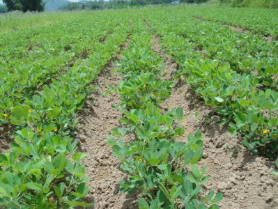 种植花生怎么提高产量 教你七个花生增产管理小妙招