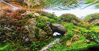 池塘有绿藻怎么处理 水塘里绿藻产生原因以及解决方法