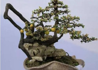 金弹子没根能活吗 金弹子养殖注意事项