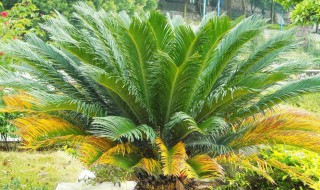 铁树冬天怎么养才能发芽 如何在冬天养好铁树