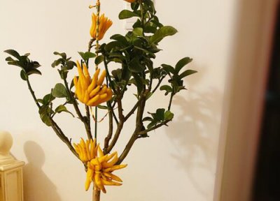 佛手花怎么扦插 佛手剪枝和扦插方法