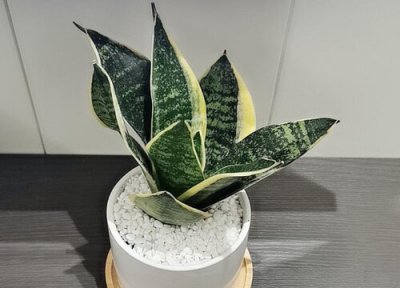 叶子掉地上就能发芽的植物 丢个叶子就能生根长芽的植物有哪些