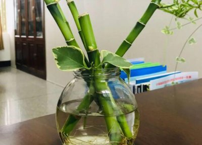 水培富贵竹能移栽土里吗 富贵竹怎么从水培移植到土培