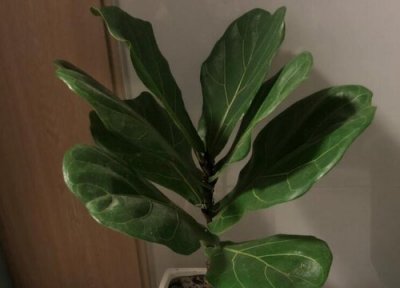 琴叶榕多久浇一次水 琴叶榕多长时间浇一次水