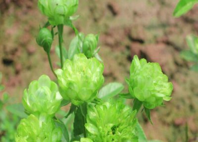 闪电月季优点 闪电月季的优缺点