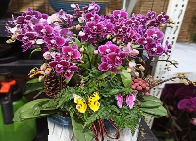 蝴蝶兰开完花后养护 花败后的蝴蝶兰如何养护再开一次花