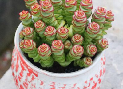 钱串多肉怎么上色造型好看 钱串多肉上色主要靠什么变红