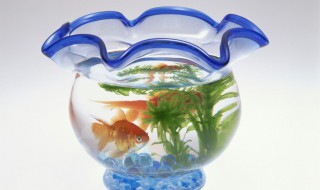 陶瓷鱼缸放在卧室可以吗 陶瓷鱼缸放在卧室能吗