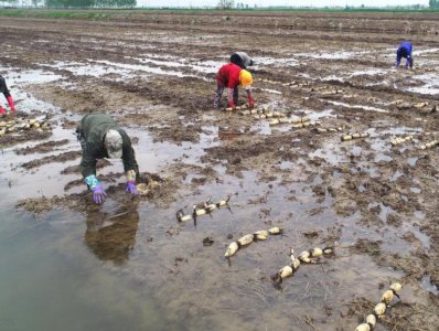 一亩田莲藕利润有多少钱 莲藕种植成本与效益分析