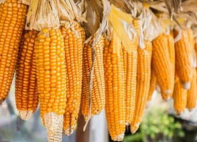 2023年玉米价格预测 预计2023年春节前后玉米行情