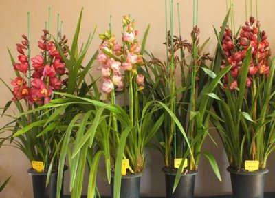 大花蕙兰花后怎么换盆 新买的大花蕙兰如何换盆服盆快