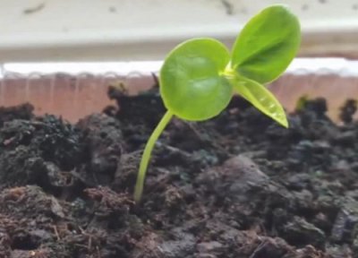 盆栽百香果的养殖方法 盆栽百香果的养殖方法和注意事项