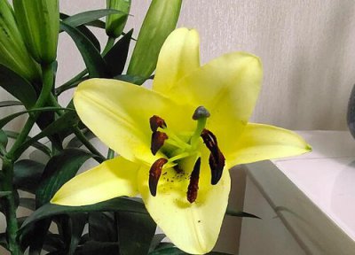 百合花的花语和寓意 各种颜色百合花的花语大全