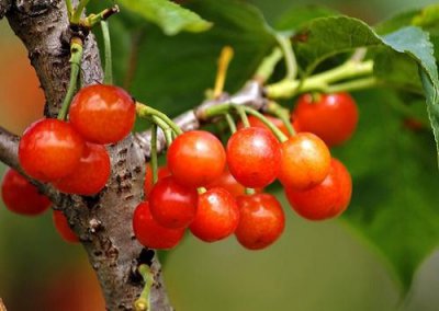 樱桃扦插简单方法 樱桃扦插生根最快方法