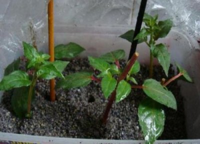 牡丹花扦插时间和方法 牡丹花什么时候扦插最好