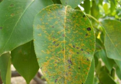 梨树锈病是什么原因造成的 梨树羊胡子锈病的防治方法