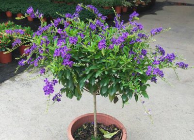 金露花有毒吗 金露花是否有毒