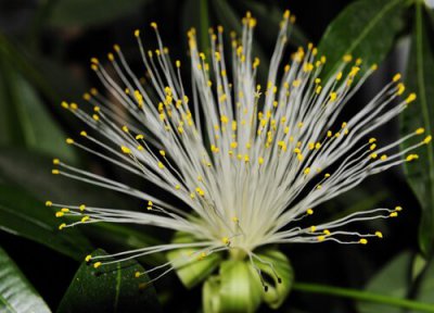 发财树花期 发财树花期需要多长时间