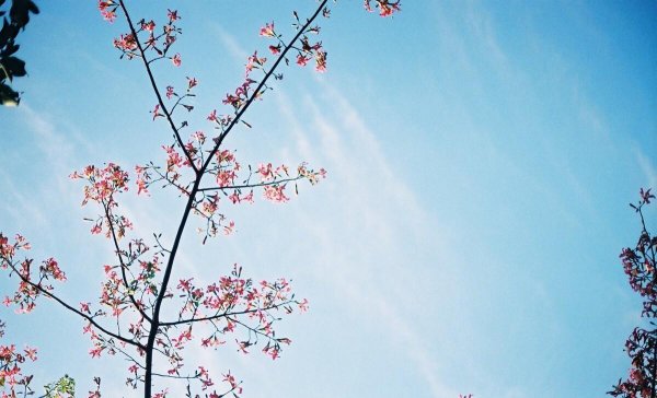 蓝颜知己是什么意思