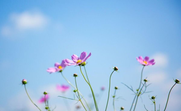 蓝颜知己是什么意思