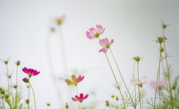 蓝颜知己是什么意思