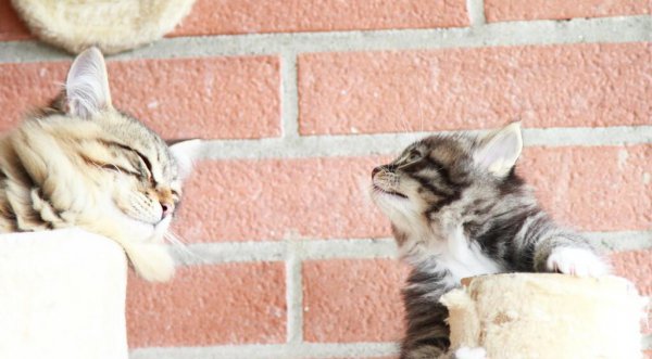 猫咪几天不吃饭会饿死