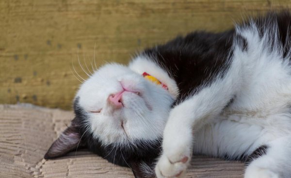 猫咪几天不吃饭会饿死