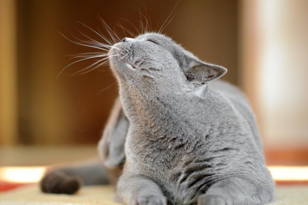 猫咪几天不吃饭会饿死