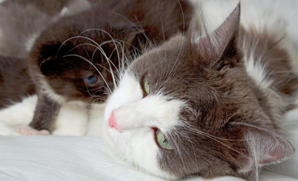 猫咪几天不吃饭会饿死