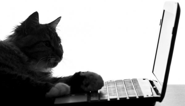 猫咪几天不吃饭会饿死