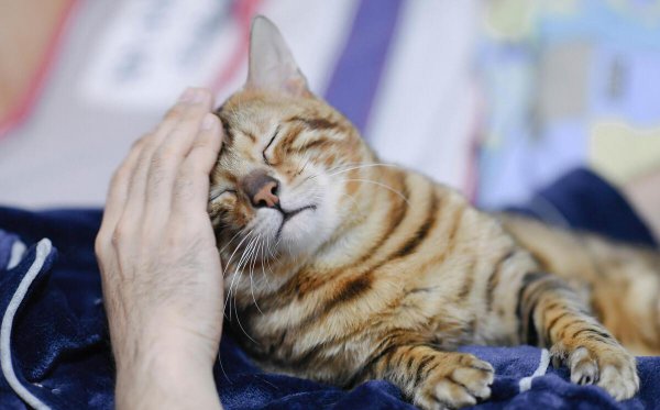 猫咪几天不吃饭会饿死