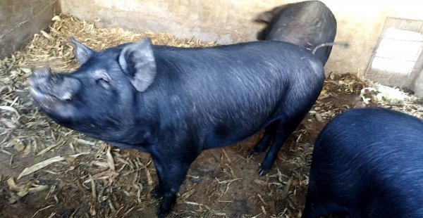 中国十大黑猪品种排名