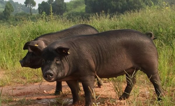 中国十大黑猪品种排名